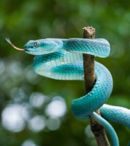snake, reptile, animal, wildlife, close up, nature, fauna, wilderness