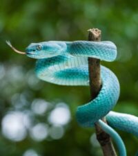 snake, reptile, animal, wildlife, close up, nature, fauna, wilderness