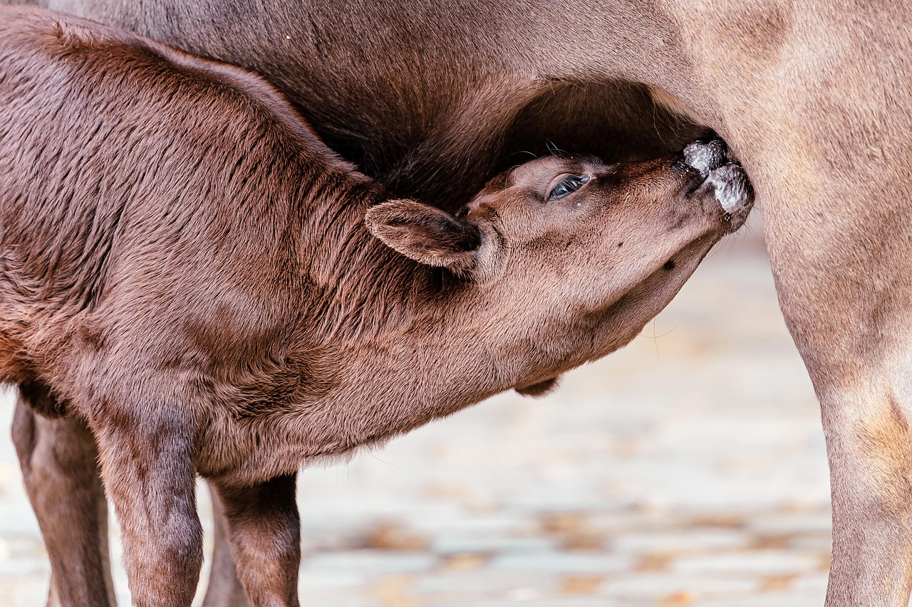 calf, nature, nursing, cows, animals, mammals, udder